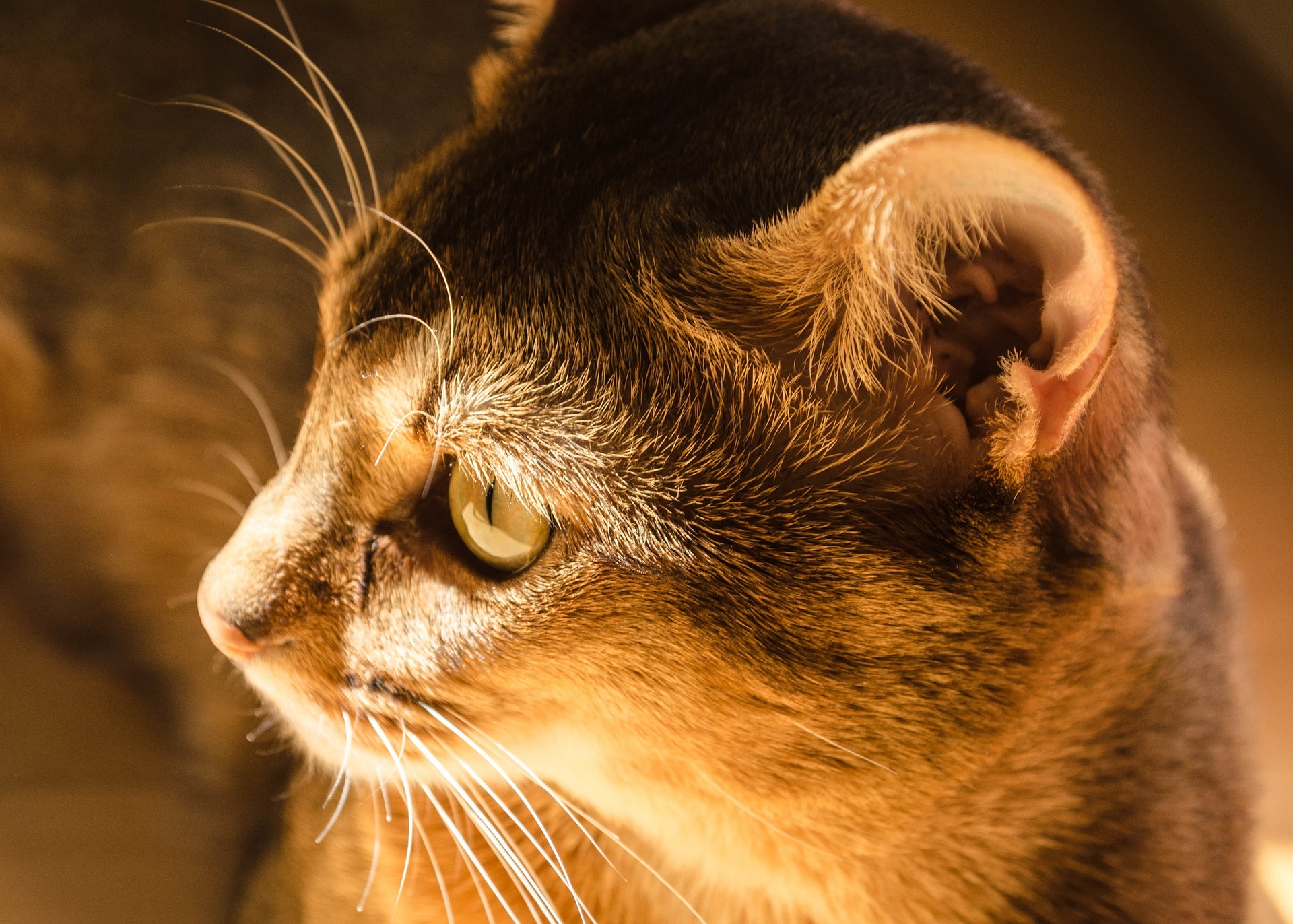 Somálská kočka má červenohnědý nos a jantarové nebo žluté oči se silným tmavým okrajem.